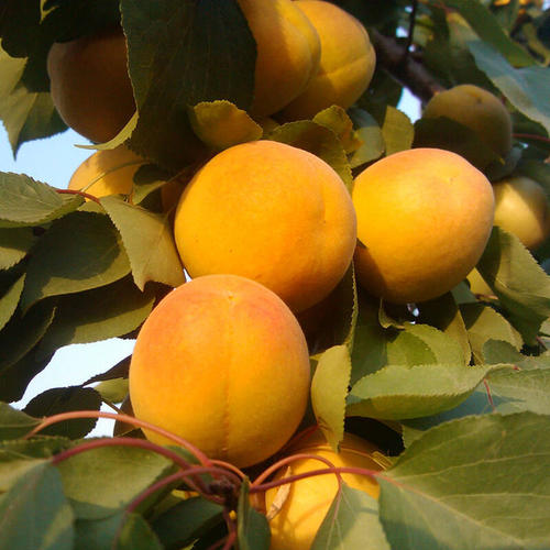 杏树使用膨果万博app下载最新版肥.jpg
