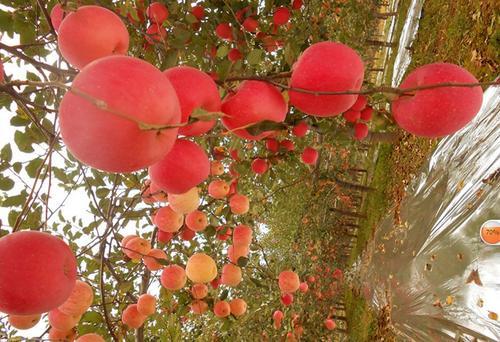 大棚苹果树.jpg 大棚苹果树.jpg