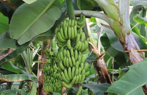 香蕉使用沃尔德香蕉专用叶面肥.jpg