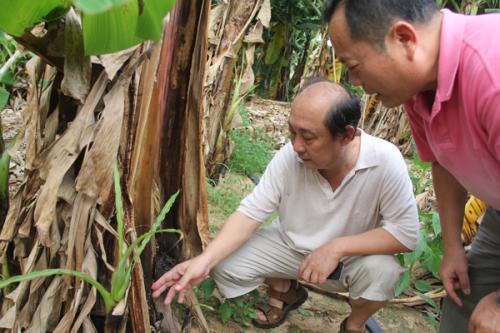 沃尔德工作人员在田间讲解香蕉施肥技术.jpg