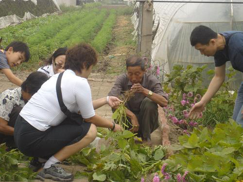 沃尔德技术人员指导大棚毛豆施肥.jpg