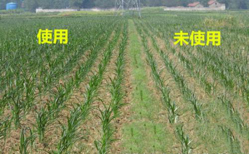 使用玉米套餐.jpg