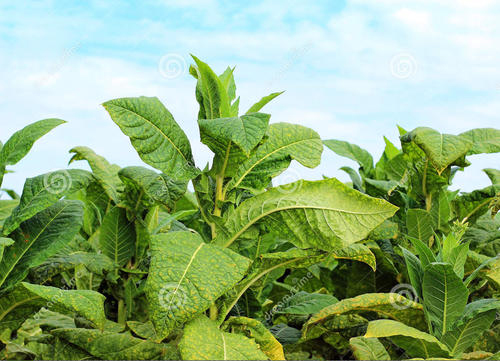大棚烟草缺钾.jpg 大棚烟草缺钾.jpg