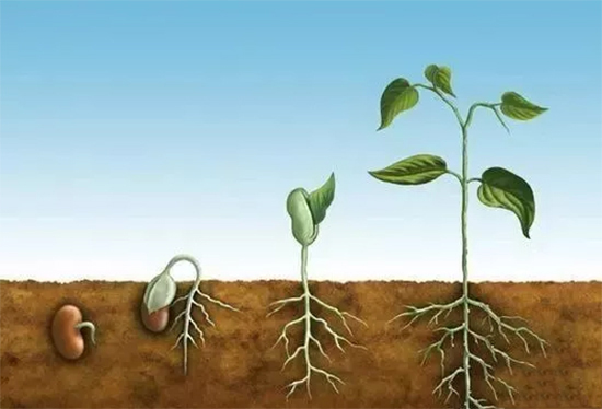 植物生根过程.jpg