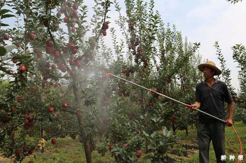 果园苹果进行叶面肥喷施.jpg