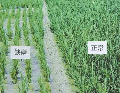 小麦缺磷.jpg