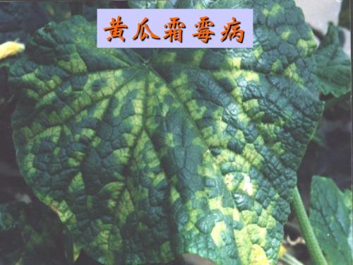 黄瓜霜霉病.jpg