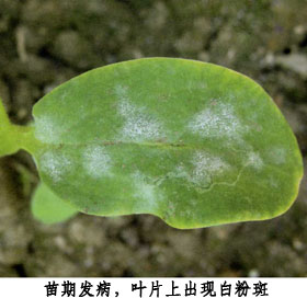 大棚黄瓜白粉病.jpg