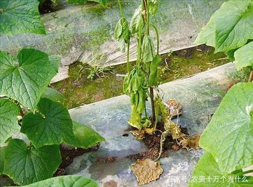 根结无线.jpg
