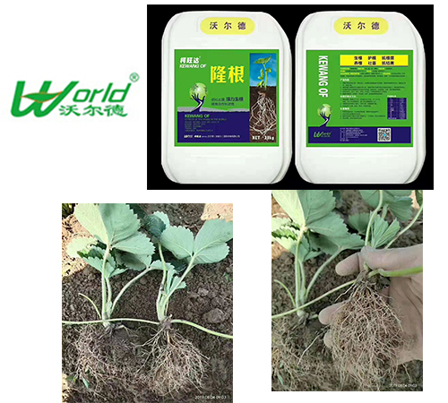 使用沃尔德隆根王水溶肥.jpg 使用沃尔德隆根王水溶肥.jpg