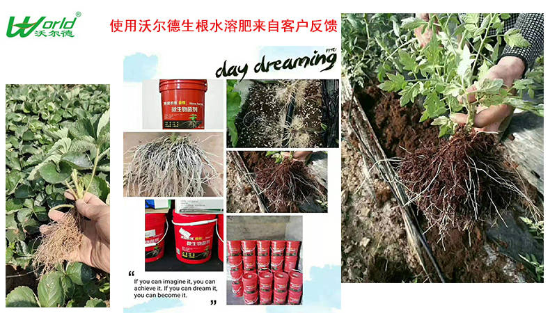 使用沃尔德生根水溶肥.jpg 使用沃尔德生根水溶肥.jpg